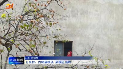 北泉村：古柿满枝头 采摘正当时