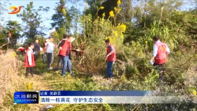 清除一枝黄花 守护生态安全