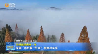 襄阳保康：水杉着“红装”，云海绕山峦！