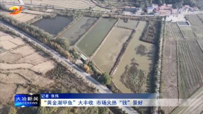 “黄金湖甲鱼”大丰收 市场火热“钱”景好