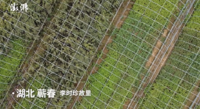 点“草”成金：一束蕲艾从种植到“燃烧”