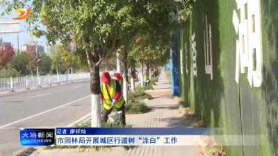 市园林局开展城区行道树“涂白”工作