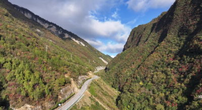 湖北兴山：共同缔造开出“千金方” 黄柏药材拓宽致富路