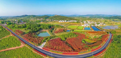 湖北孝昌：这条路写满致富故事！