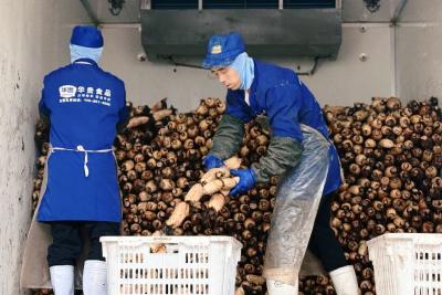 湖北人都爱的洪湖莲藕，“拼”进西部，热销全国