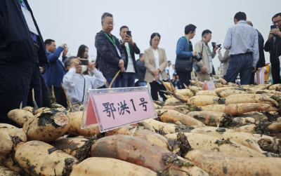 甜了舌尖 兴了产业 湖北洪湖以藕为媒 “莲”通乡村振兴之路