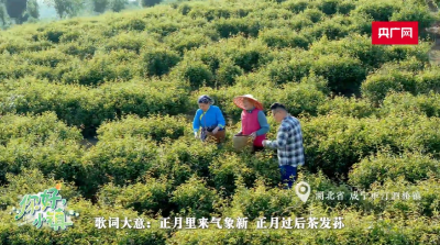 【你好，小镇】湖北汀泗桥：茶乡墨韵