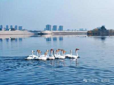 黄冈红安：金沙湖飞来小天鹅