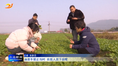 油菜冬管正当时 农技人员下田忙