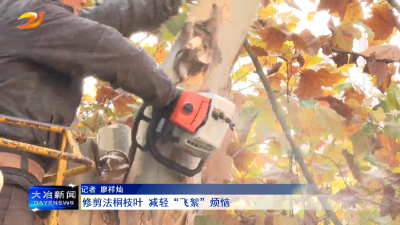 修剪法桐枝叶 减轻“飞絮”烦恼