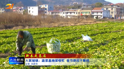 大箕铺镇：蔬菜基地采收忙 春节供应不断档