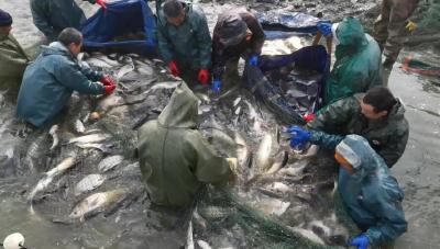湖北老河口：冬捕开网 喜迎新年