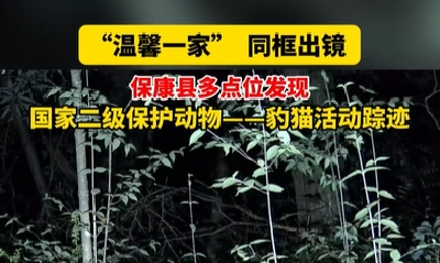 襄阳保康：豹猫一家温馨同框出镜