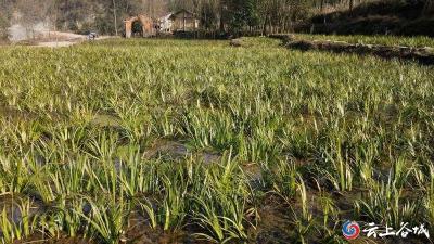 湖北谷城：昔日“野草”变“金草” 乡村振兴“加速跑”