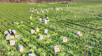 湖北老河口：1500亩娃娃菜喜获丰收