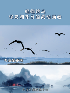 翩翩候鸟，保安湖冬日的灵动画卷