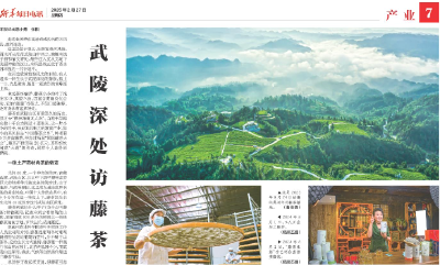 武陵深处访藤茶