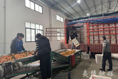 宜昌夷陵：柑橘企业出口忙 产业链高质量发展