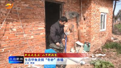 生态甲鱼走俏“冬补”市场