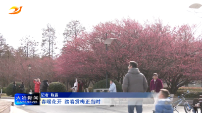 春暖花开 踏春赏梅正当时