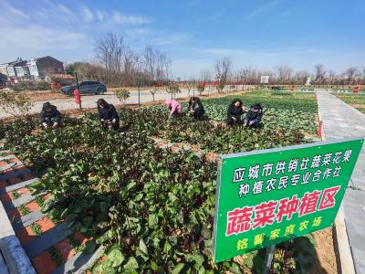 湖北应城：“共享菜园”圆您田园梦