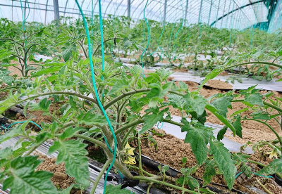 湖北赤壁：科技助农+特色养殖 拓宽乡村振兴致富路
