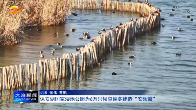 保安湖国家湿地公园为6万只候鸟越冬建造“安乐窝”