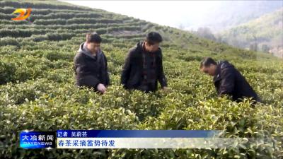 春茶采摘蓄势待发