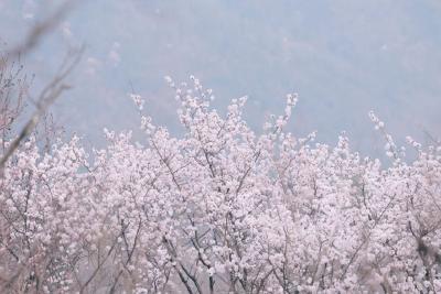 相约春天赏樱花 | 黄冈红安：野樱开满天台山