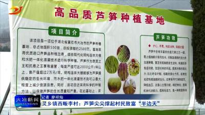 灵乡镇西畈李村：芦笋尖尖撑起村民致富“半边天”