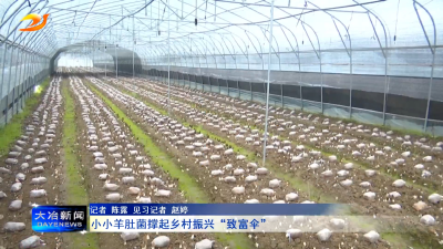 小小羊肚菌撑起乡村振兴“致富伞”