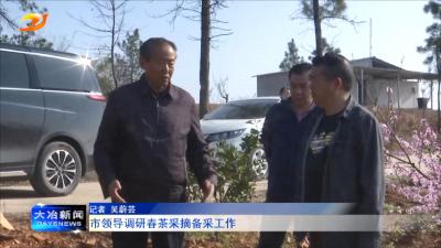 市领导调研春茶采摘备采工作