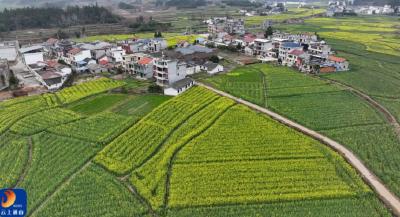 咸宁通山：金色花海醉游人 乡村旅游热起来