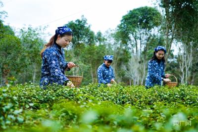 云遇丰收节·采茶春山上｜湖北英山：小茶叶大智“惠” “绿叶” 铺就富民路