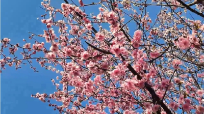 相约春天赏樱花 | 湖北老河口：樱花盛放 绘就烂漫春景