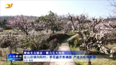 金山店镇向阳村：李花盛开香满园 产业兴旺绘新篇