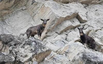 襄阳保康惊现“山崖舞者”？竟然是……