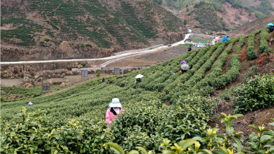 从荒山到金山 一片茶叶托起的通山乡村振兴路