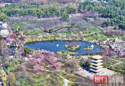 相约春天赏樱花|数百个入境游团队来湖北赏花，免签入境人次同比增长158.83%