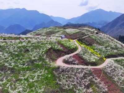 恩施巴东：昔日荒山坡 今日“花果山”