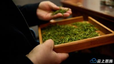 湖北恩施：“茶链专运”跑出咸丰白茶出山加速度