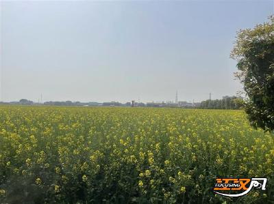 一朵花 一壶油 一条龙：荆州江陵油菜花开遍地金