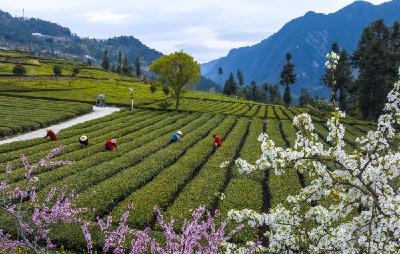 丝绵茶香促振兴——湖北秭归茶产业高质量发展见闻