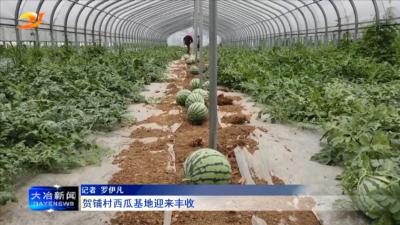 贺铺村西瓜基地迎来丰收