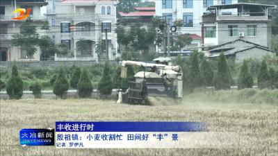 殷祖镇：小麦收割忙 田间好“丰”景