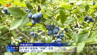 金牛镇千亩蓝莓“抢鲜”上市