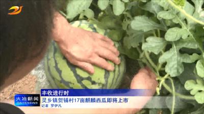 灵乡镇贺铺村17亩麒麟西瓜即将上市