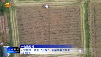 大箕铺镇：农机“开镰” 油菜丰收正当时