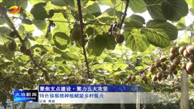 特色猕猴桃种植赋能乡村振兴