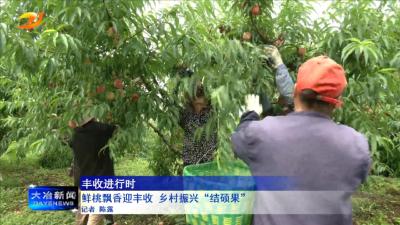 鲜桃飘香迎丰收 乡村振兴“结硕果”